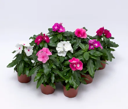 Vinca F1