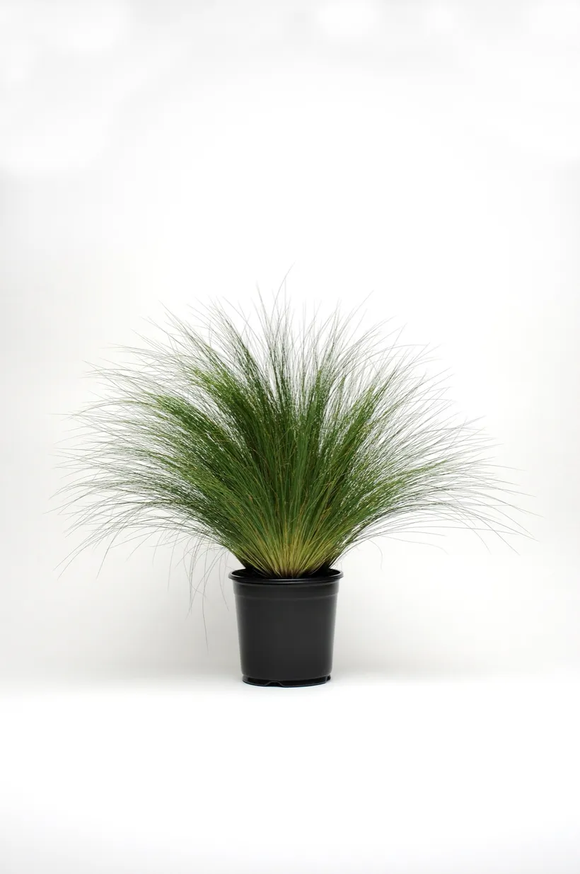 Stipa — imagen 1