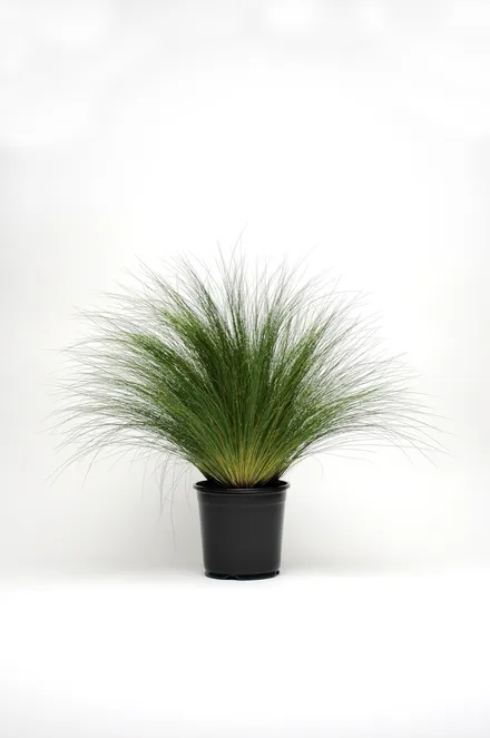 Stipa