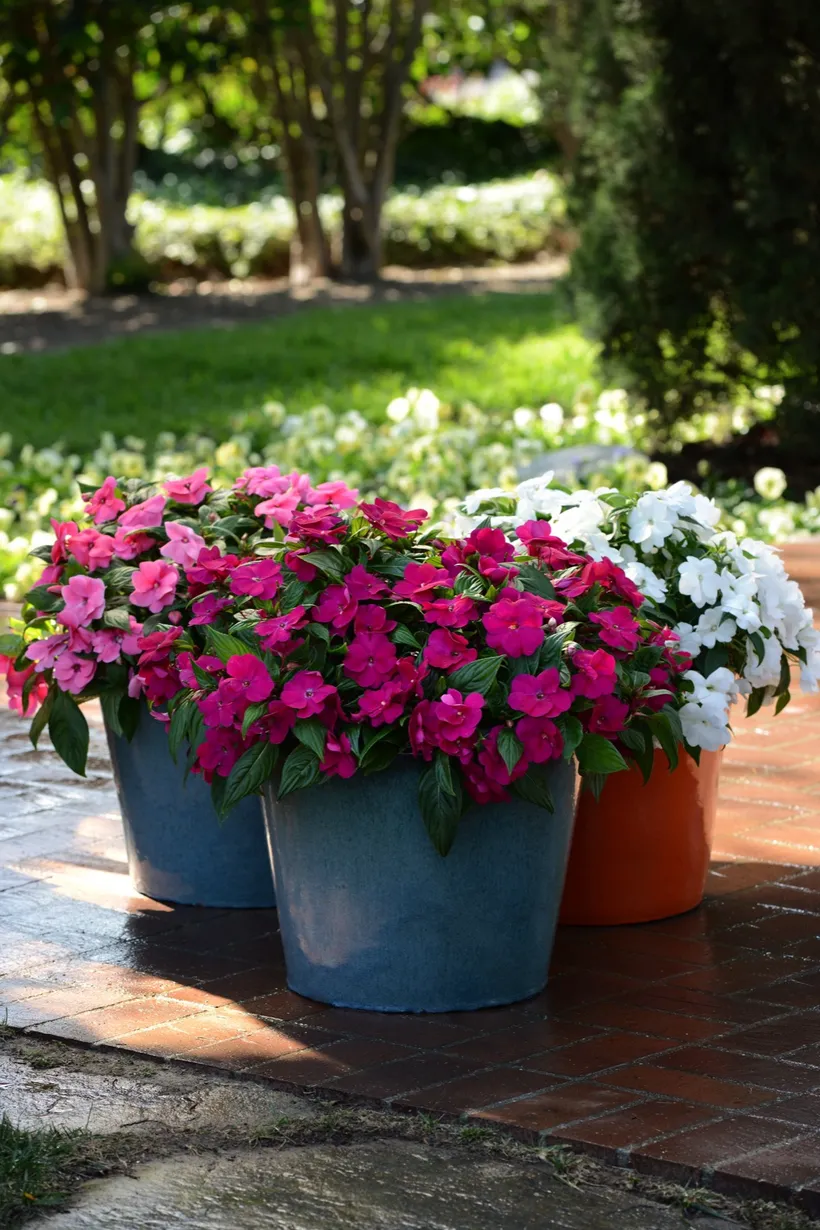 Impatiens Nueva Guinea — imagen 1