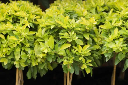 Gajo Duranta
