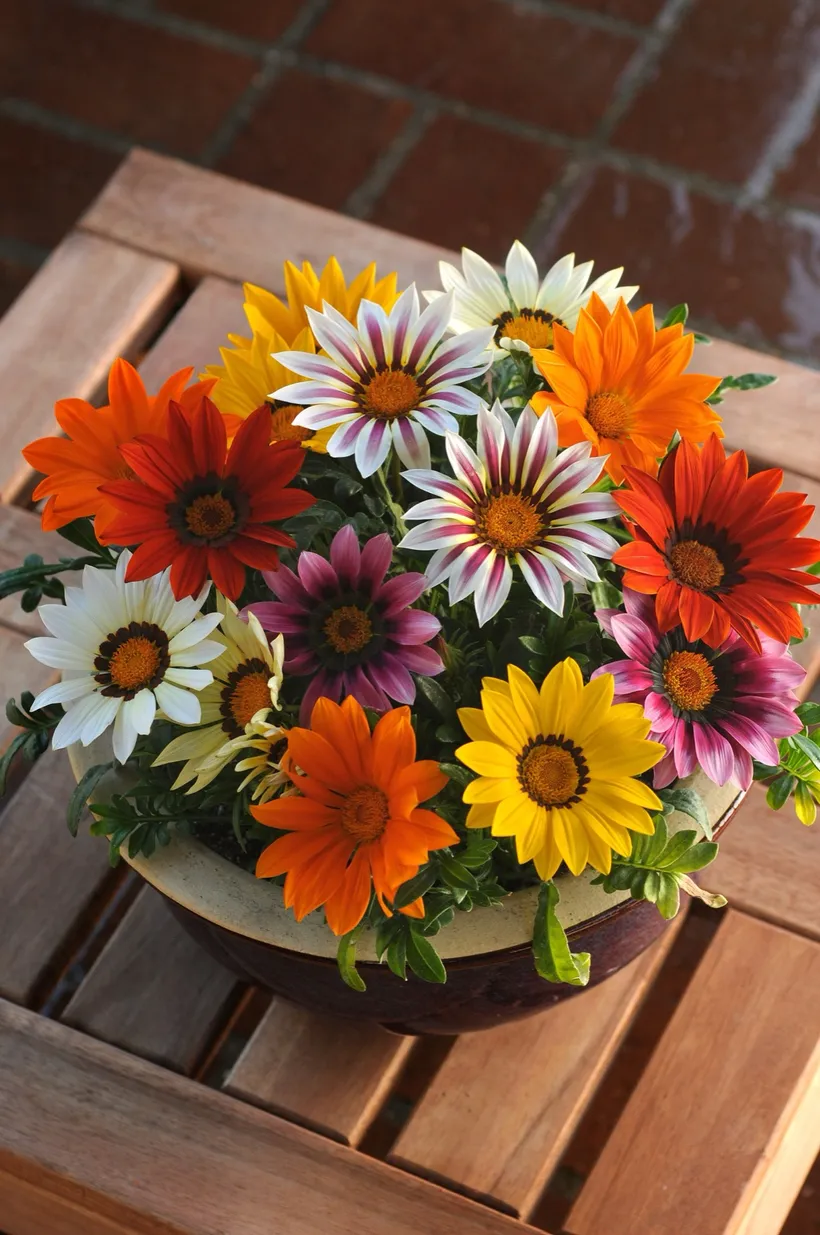 Gazania — imagen 1