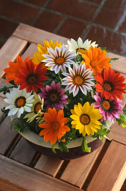 Gazania