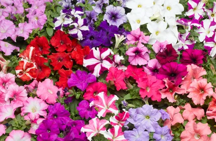 Petunia F1 Grandiflora