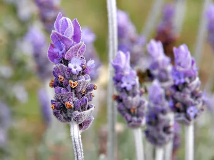 Gajo Lavanda