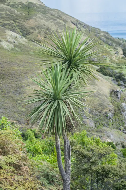 Cordyline