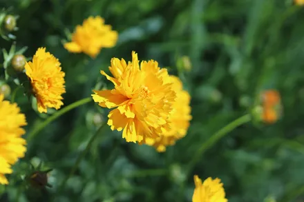 Coreopsis Grandiflora