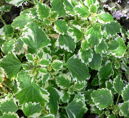 Gajo Plectranthus