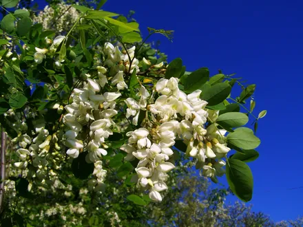 Acacia