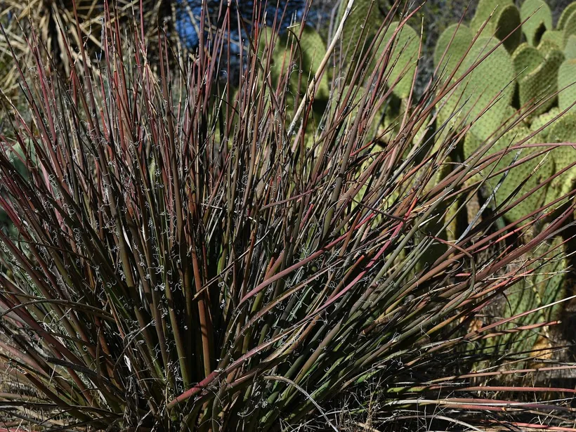 Hesperaloe — imagen 1