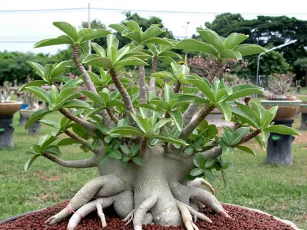 Adenium	Arabicum