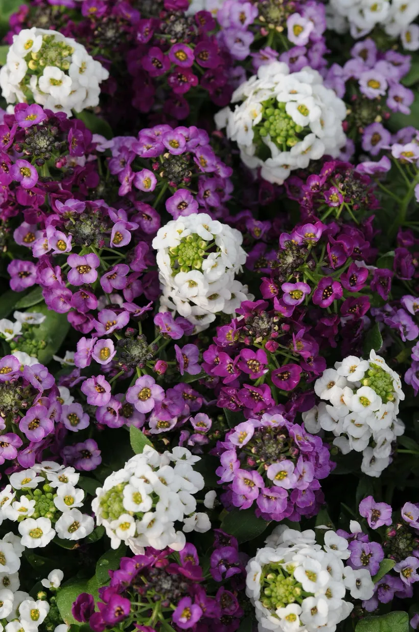 Alyssum MP — imagen 1