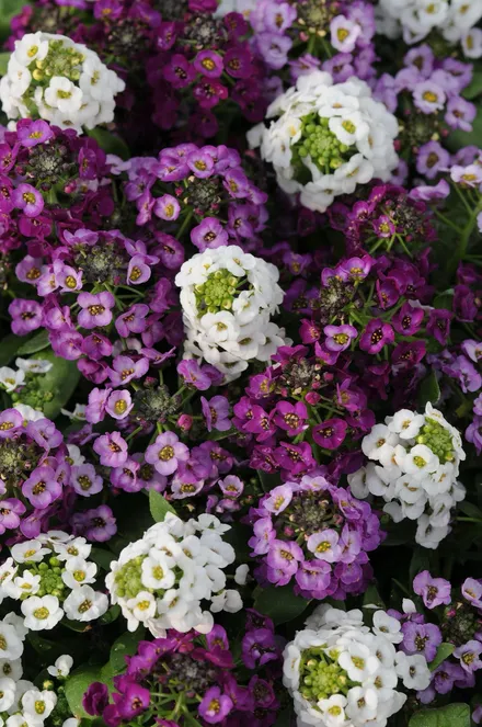 Alyssum MP