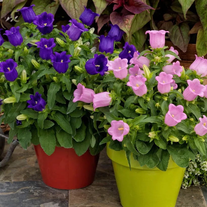 Campanula F1 — imagen 1