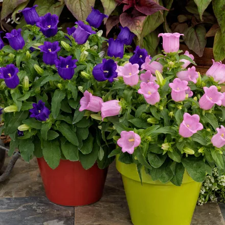 Campanula F1