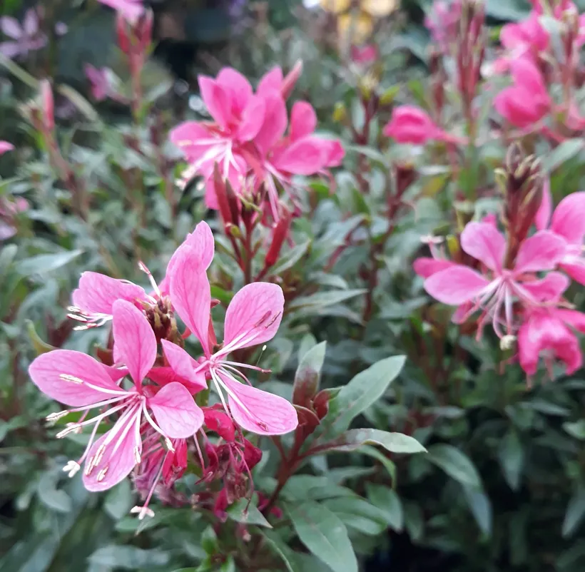 Gajo Gaura — imagen 1