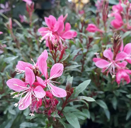 Gajo Gaura
