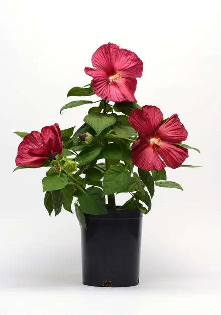 Hibiscus F1