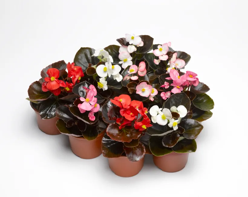 Begonia F1 Flor de Azúcar — imagen 1