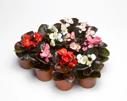 Begonia F1 Flor de Azúcar