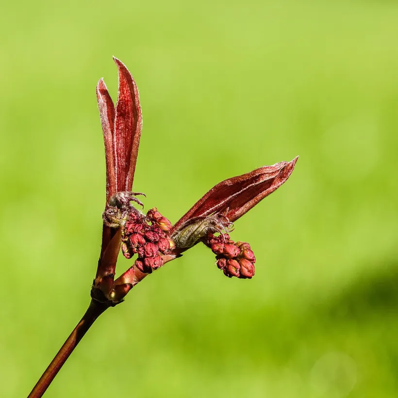 Acer Palmatum — imagen 1