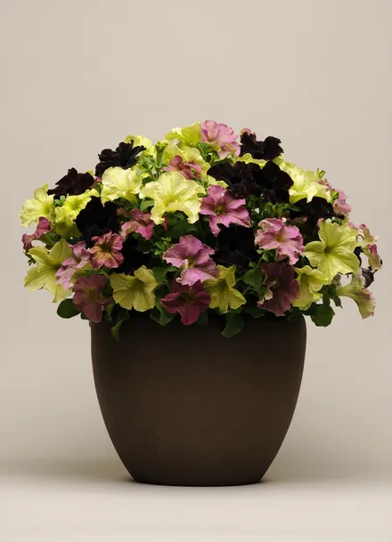 Petunia F1 Grandiflora (Colores Únicos)