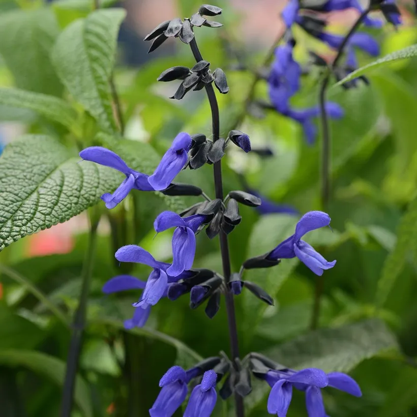 Gajo Salvia Guaranitica — imagen 1