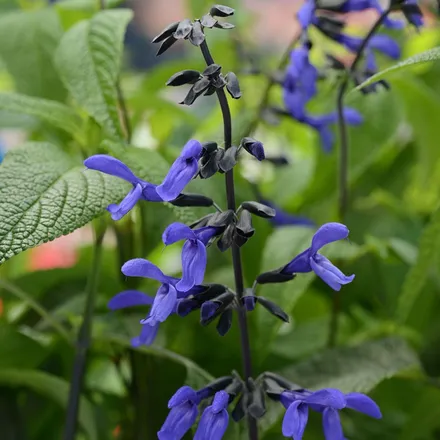 Gajo Salvia Guaranitica