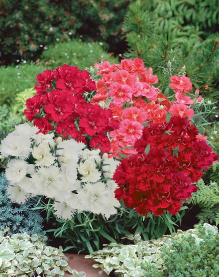 Clavelina F1 Chinensis Doble