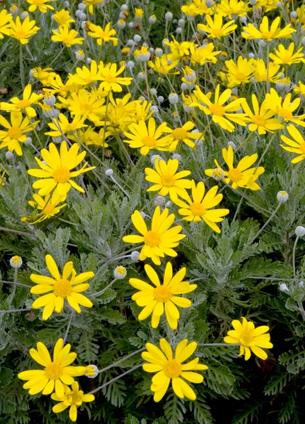 Gajo Euryops