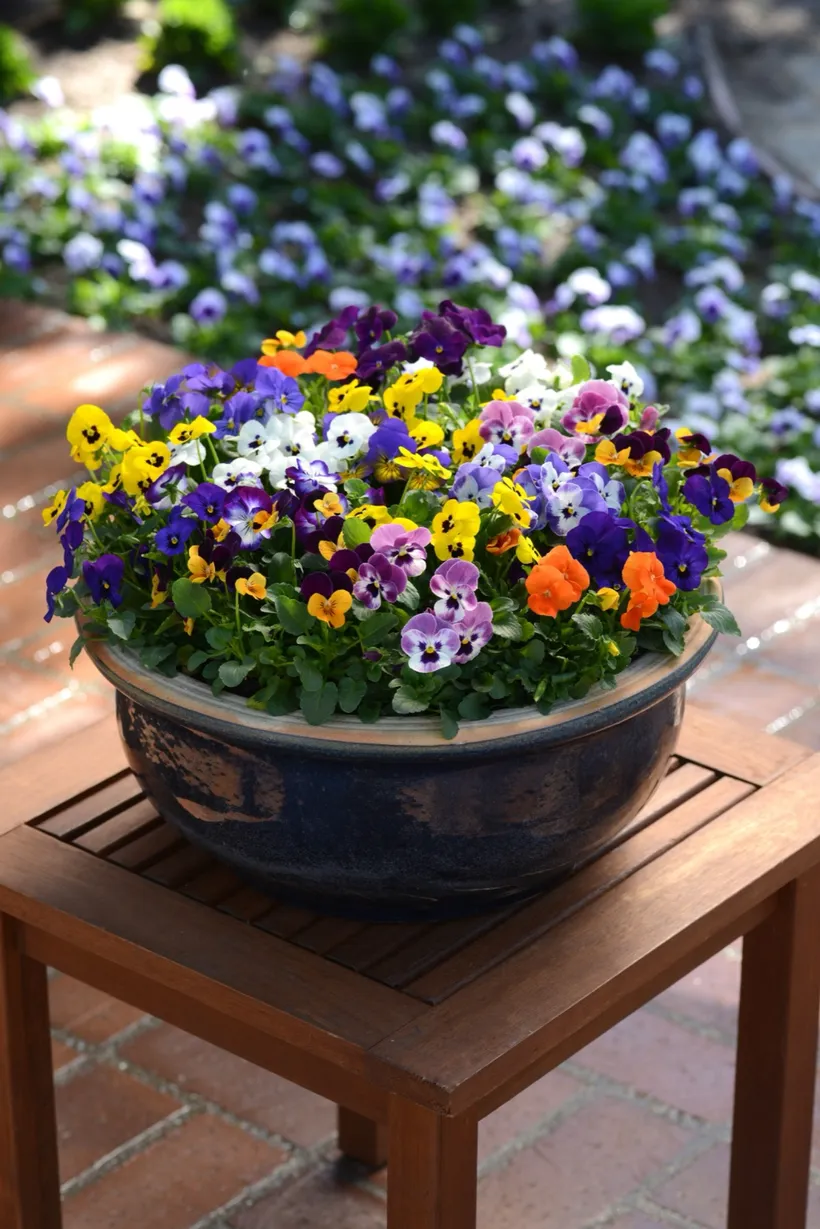 Viola F1 Cornuta — imagen 1