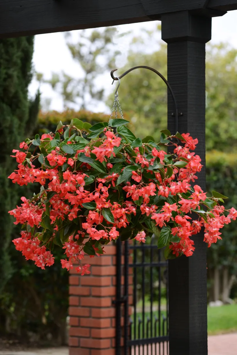 Begonia F1 Interespecífica — imagen 1