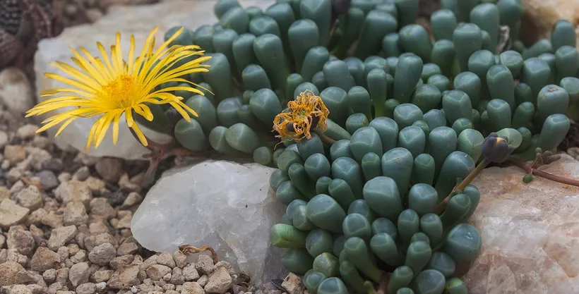 Fenestraria — imagen 1