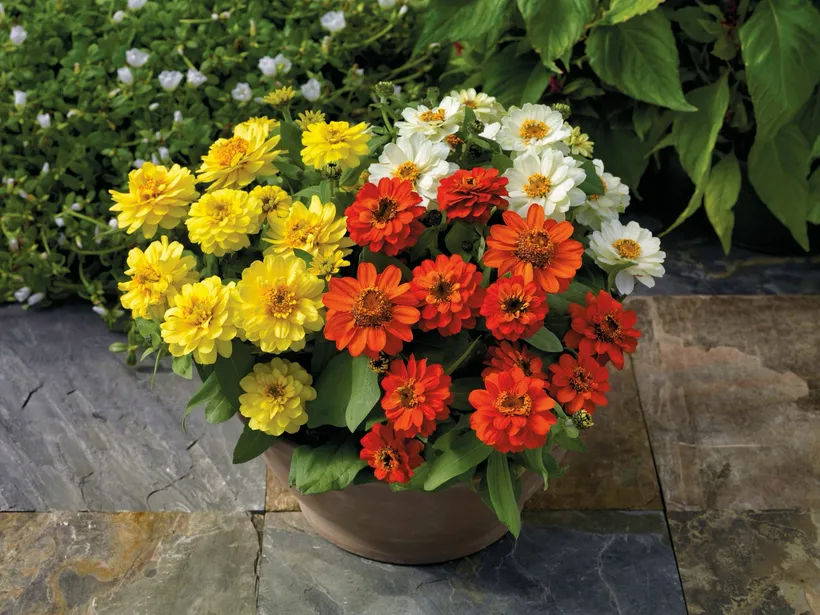 Zinnia Doble — imagen 1