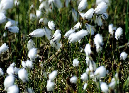 Eriophorum