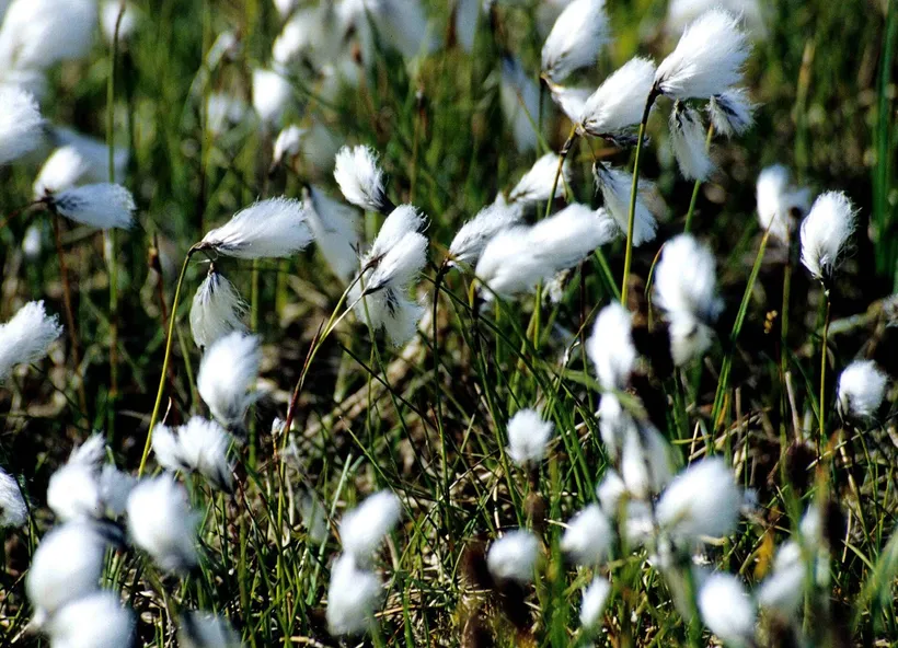 Eriophorum — imagen 1