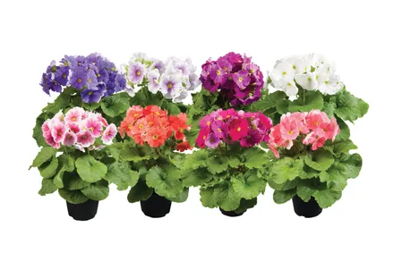 Primula Obconica F1