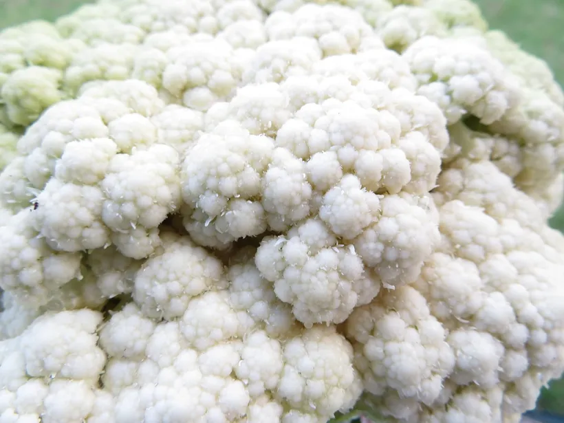 Coliflor — imagen 1
