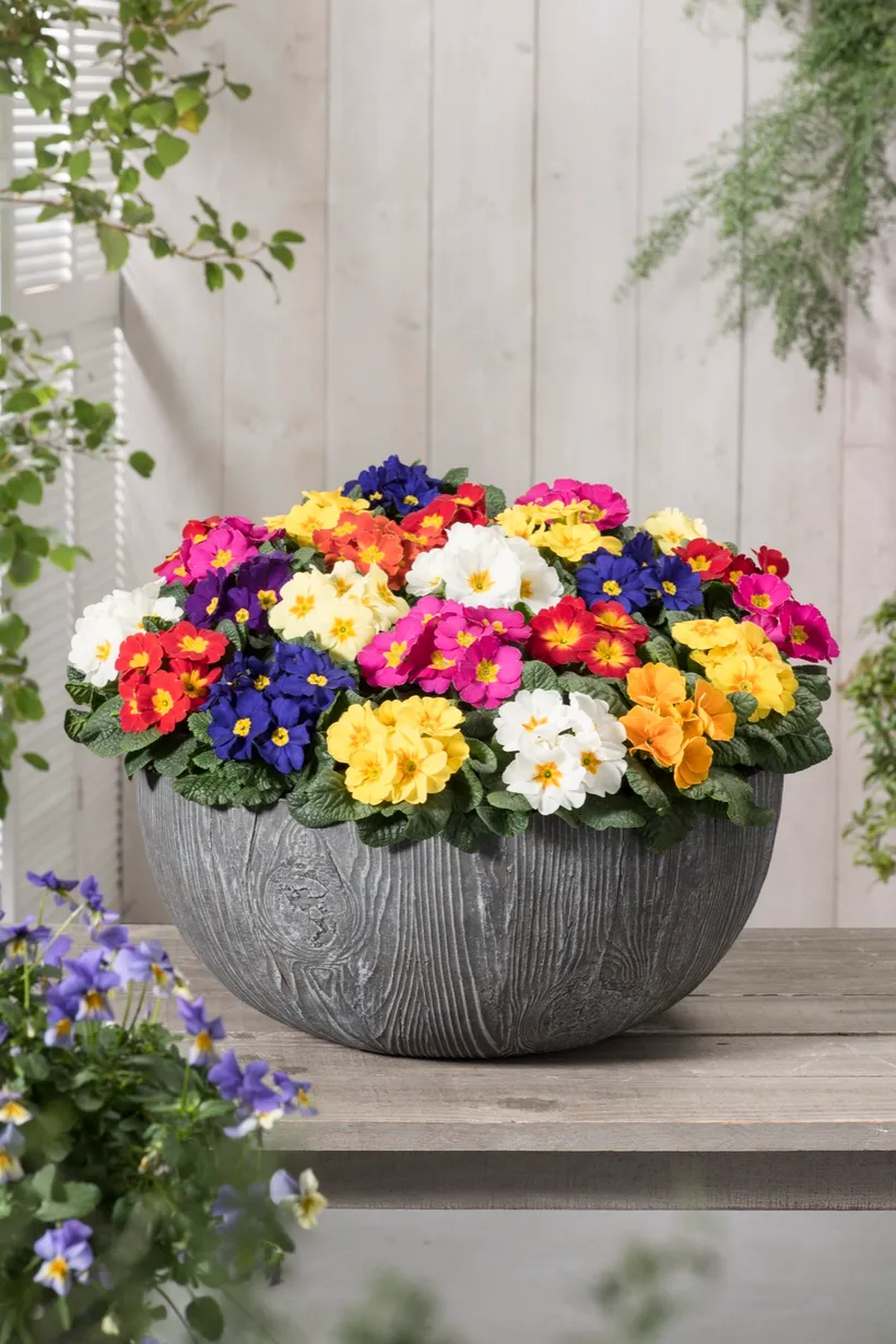 Primula Acaulis F1 — imagen 1