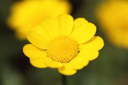 Chrysanthemum