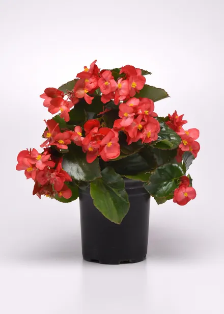 Begonia F1 Panamericana