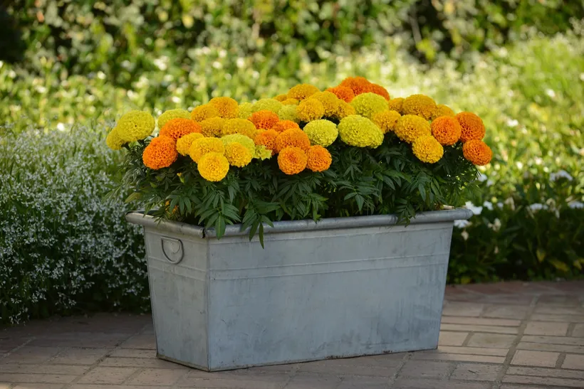 Tagetes F1 — imagen 1