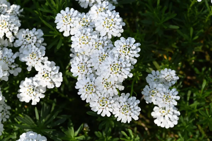 Iberis Show White — imagen 1