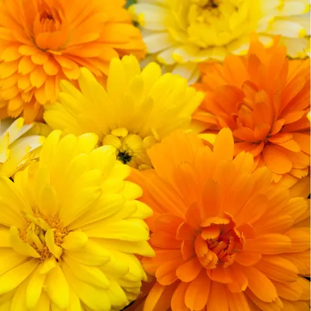 Calendula