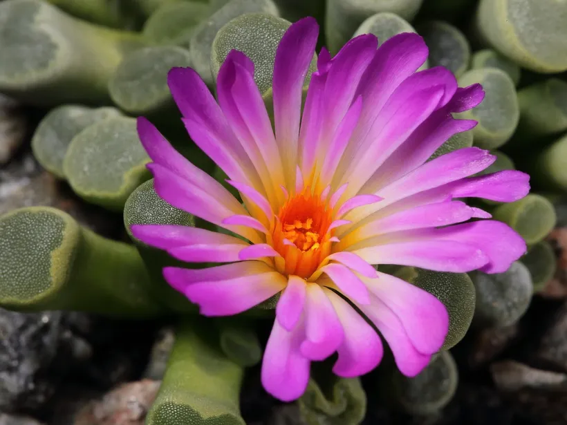 Frithia — imagen 1