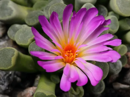 Frithia