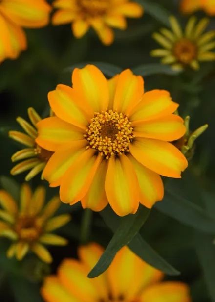 Zinnia Angustifolia