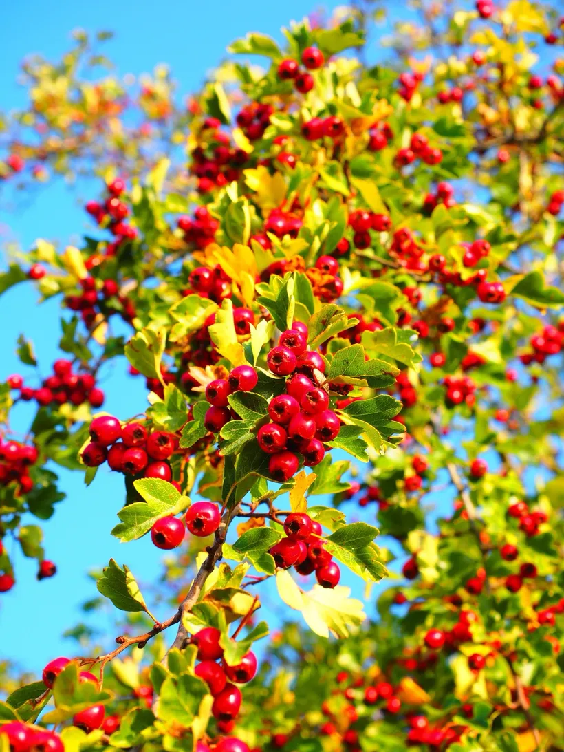 Crataegus — imagen 1
