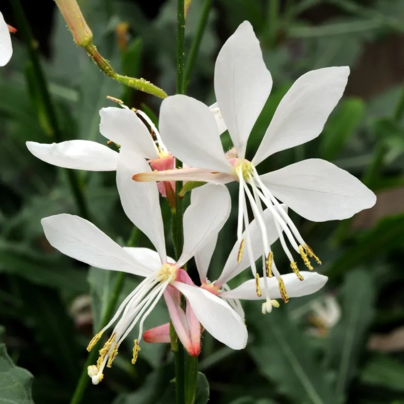 Gaura — imagen 1
