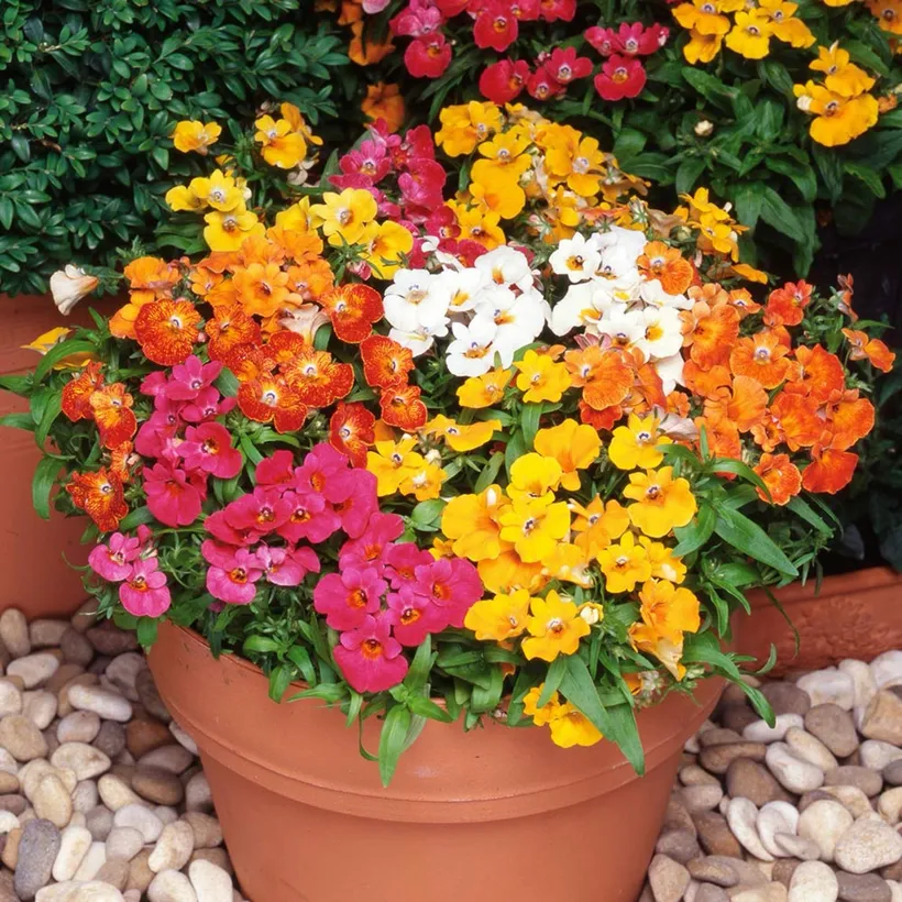Nemesia — imagen 1